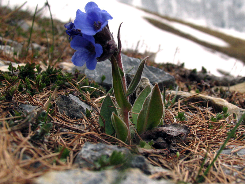 Pulmonaria australis (Murr) Sauer / Polmonaria sudalpina